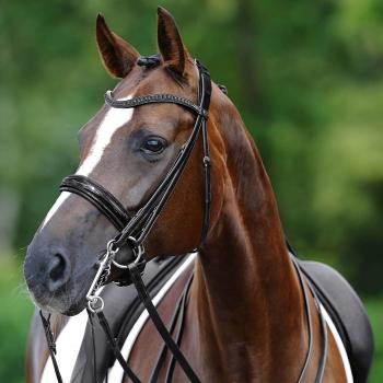 Passier Kandare Hubertus Schmidt Black Edition – Kandarenknopfzaum Schwarz Pony
