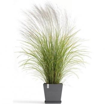 Piante in Rotterdam Square Pot 35 cm, Serbatoio Integrato – 30 L