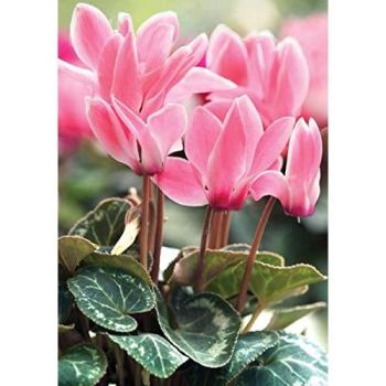 Ciclamino Rosa Triplo Vaso 10cm Promo