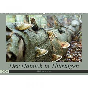 Der Hainich in Thüringen
