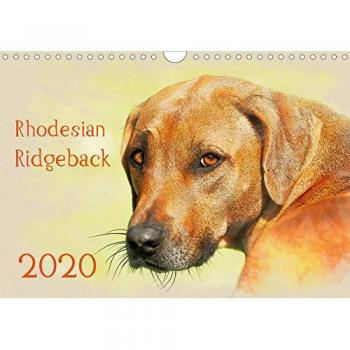 Rhodesian Ridgeback 2020