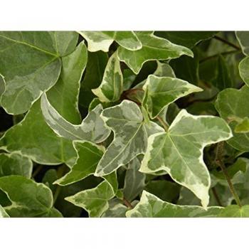 Tête de pot Lierre des Bois Glacier 3L