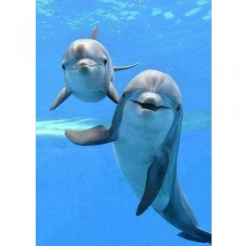 5D Diamond Painting Dolphin Home Decoration 20X30CM