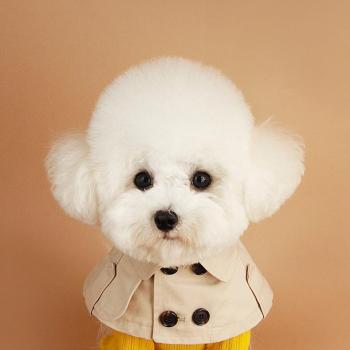 Ropa de Estilo Británico para Chihuahua