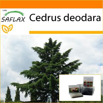 SAFLAX