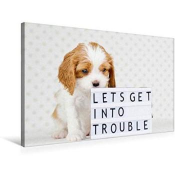 Textil-Leinwand 75 × 50 cm (Querformat) – CALVENDO Premium, „Frecher Cavalier King Charles Spaniel“, Lets