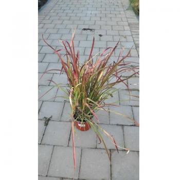 Mediterraneo Garden