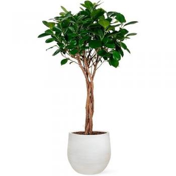 Ficus Moclame