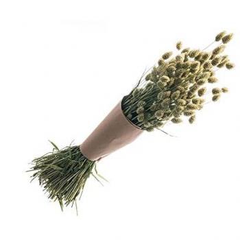 Bouquet Vert de Phalaris Séché 70cm 130g
