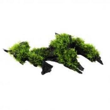 Mousse Vesicularia sur Racine Tropica