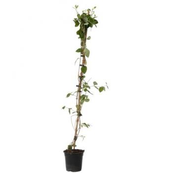 FloraStore Chèvrefeuille – Lonicera x Heckrotti “American Beauty”, 17 cm de diamètre