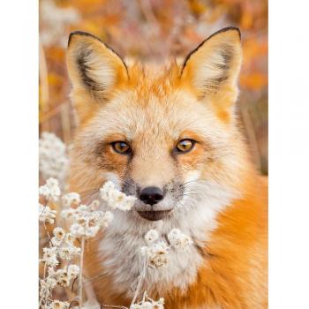 Patchwork Diamant 100% Carré – Design Animal