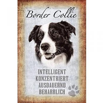 Schild Spruch Border Collie, intelligent ausdauernd 20 x 30 cm