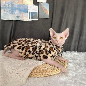 Pull sans poils guépard pour chat