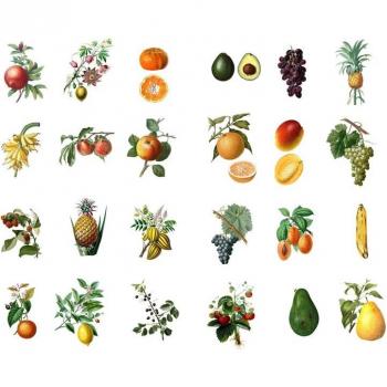 Suministros escolares con pegatinas de decoración de árboles frutales, 1 Uds