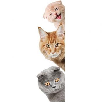 Pet 3D Stickers Magiques