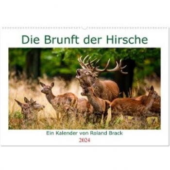 Die Brunft der Hirsche (Wandkalender 2024 DIN A2 quer) CALVENDO Monatskalender