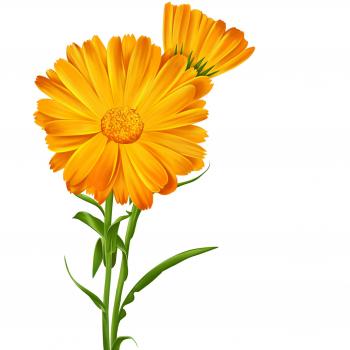 Logona Bio Pflegeöl für Babys Ringelblume