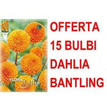 Collezione Dahlia Pompon – 15 Bulbi in Promo