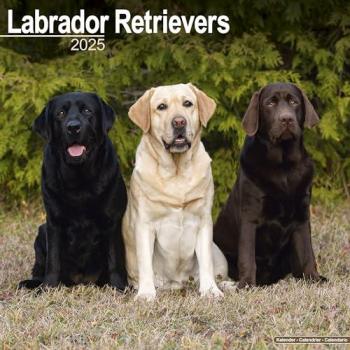 Labrador Retriever 2025