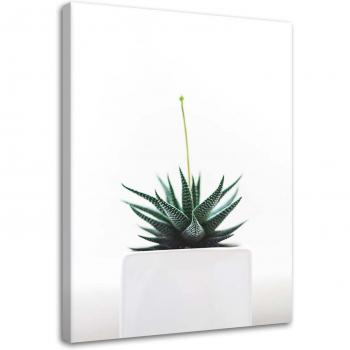 Toile décorative Nature morte Plantes 40x60