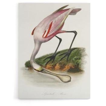 Couaihac Retro Bird Portrait – 24W by 32H Canvas in White