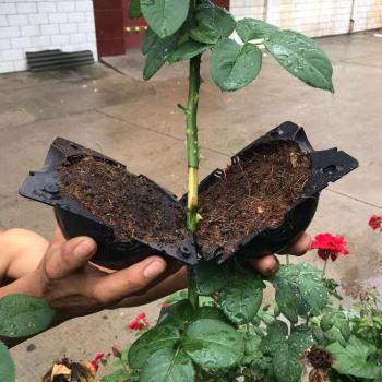 5Pcs Plant Rooting Propagation Kit