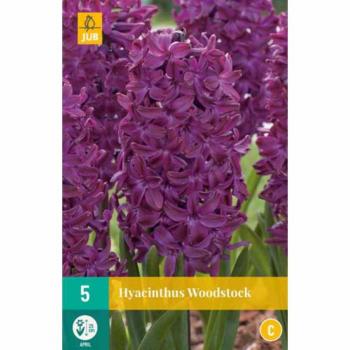 Hyazinthe 'Woodstock'