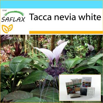 Tacca Nevia Bianca