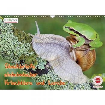 GEOclick Lernkalender: Steckbriefe einheimischer Kriechtiere und Lurche