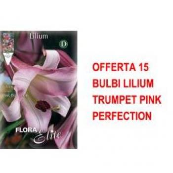 Bulbi di Lilium Trumpet