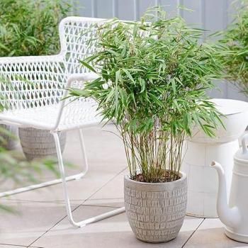 Bamboo Dragon Head (Fargesia Rufa) Outdoor Plant 60-80 cm, 9L Pot