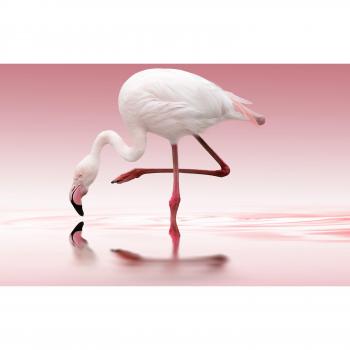 Papermoon „Doris Reindl – Flamingo“ Fototapete, Vlies, Buntfarben, 4,50 m × 2,80 m