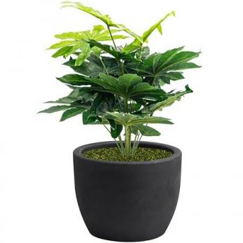 Nicoli Hera GreenBox – Pianta Fittizia