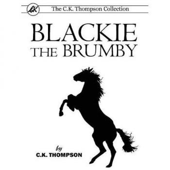Blackie The Brumby