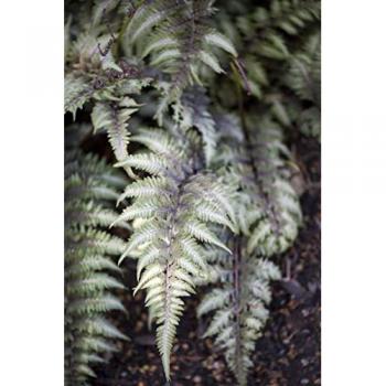 Athyrium niponicum, Japanischer Farn, 9x9 cm
