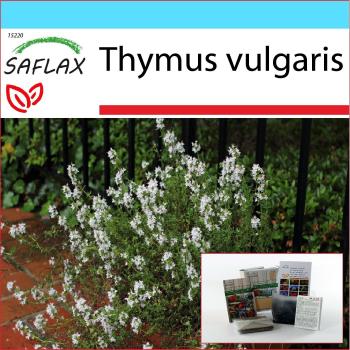 SAFLAX Kit Aromatique – Thym Commun 200 Graines avec Coffret Cadeau