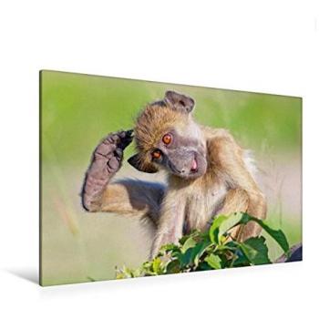 Calvendo Premium Textil-Leinwand 120 cm x 80 cm Quer, Bärenpavian Yoga