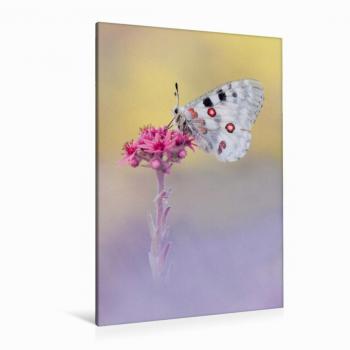 Calvendo Canvas 80x120 cm „Roter Apollofalter“ – Premium-Textildruck von Marion Kraschl