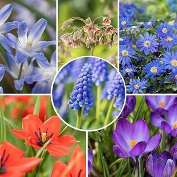 Mélange de Bulbes Heureux pour Abeilles