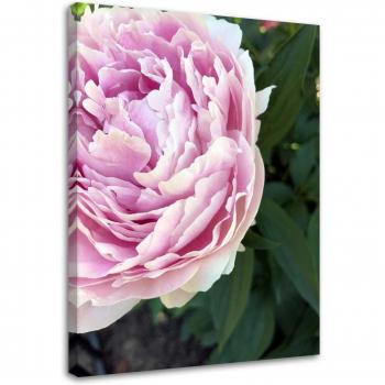Cadre en toile Pivoine Rosée 40x60