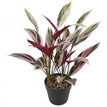 Lush Paradise Decorative Plant 43x40x55 cm