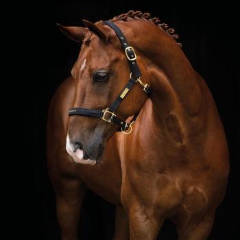 Equestrian Life Black Ponny Halter by Hansbo Sport