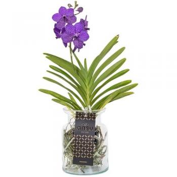 Orchidée Vanda 'Bose' en vase bleu