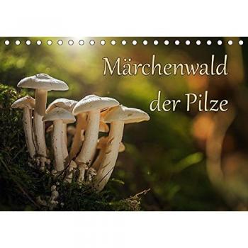 Märchenwald der Pilze