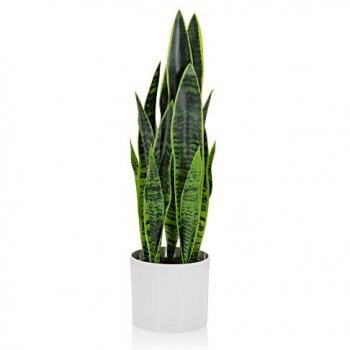 Sanseviería Falsa Verde: Decoración Urbana