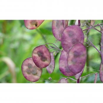 25 Monnaie du Pape Seeds