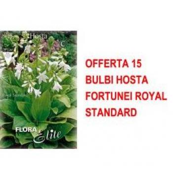 Bulbi Hosta Royal Fortune 15
