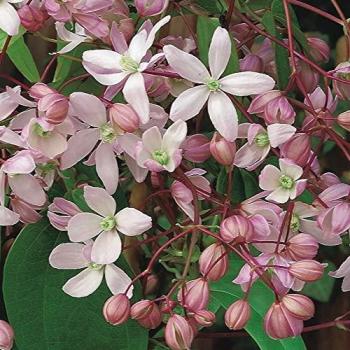 Clematis Rubra Pink Vine, 60 cm Support, 3 L Plant Pot