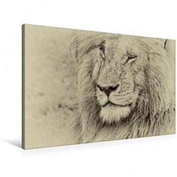 Calvendo Wandbild 90 × 60 cm “Katze im Abenteuer” – fertiges Bild in Keilrahmen